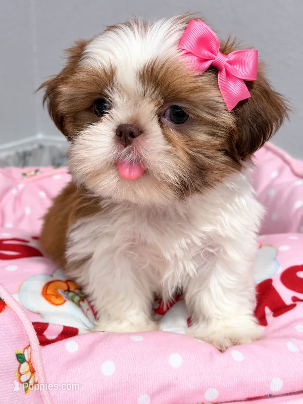 Maple – Shih Tzu puppy for sale in Orlando, FL