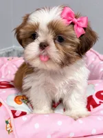 Maple, a female Shih Tzu for sale in Orlando, FL – 1 of 1