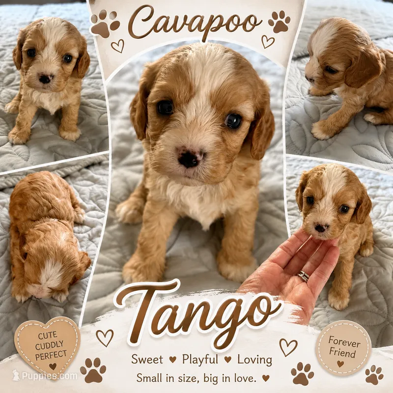 Tango – Cavapoo puppy for sale in Orlando, FL