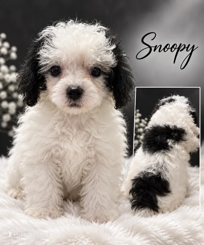 Snoppy small – Poodle - Toy  puppy for sale in Orlando, FL