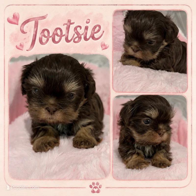 Tootsie – Shih Tzu puppy for sale in Orlando, FL