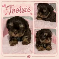 Tootsie imperial doll face, a female Shih Tzu for sale in Orlando, FL – 1 of 5