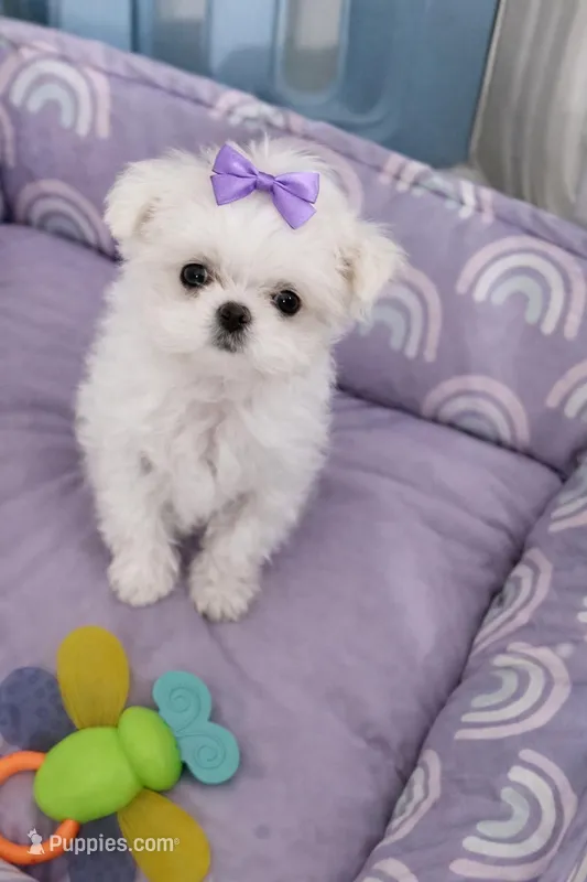 Celine, Korean dollface