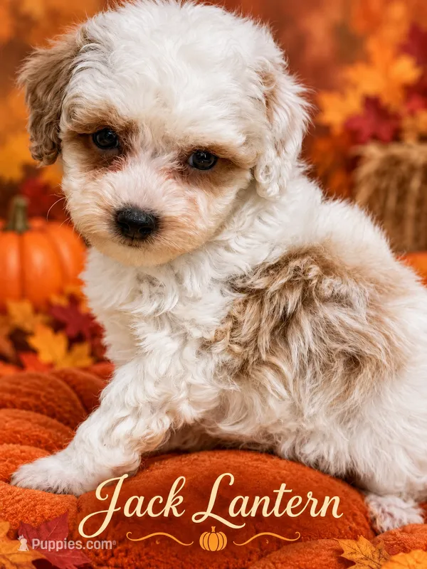 Jack-o’-lantern – Poodle - Toy  puppy for sale in Orlando, FL
