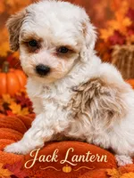 Jack-o’-lantern, a male Poodle - Toy  for sale in Orlando, FL – 1 of 1