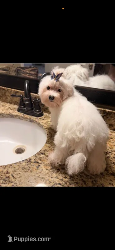 Leo – Maltese puppy for sale in Orlando, FL