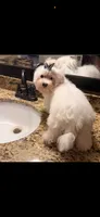 Leo, a male Maltese for sale in Orlando, FL – 1 of 1