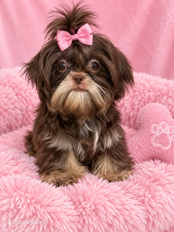 Tootsie imperial  doll face – Shih Tzu puppy for sale in Orlando, FL
