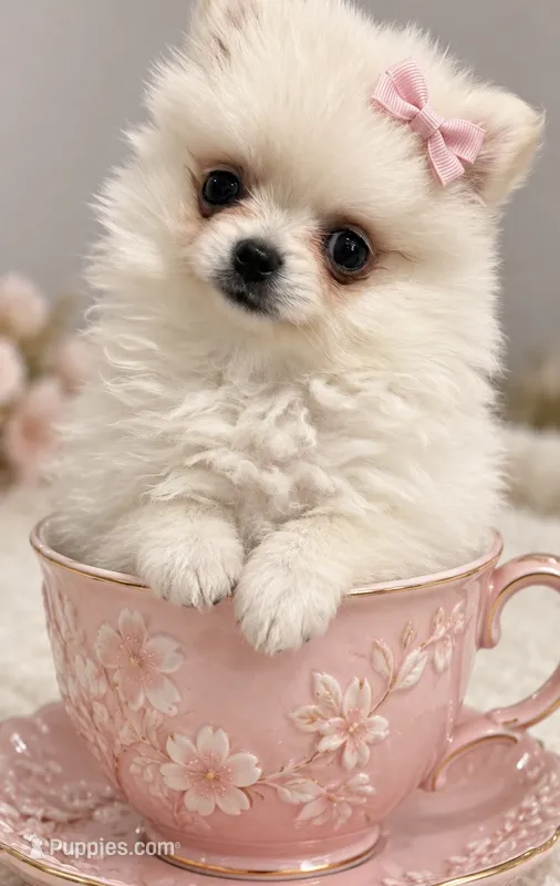 Bubbles – Pomeranian puppy for sale in Orlando, FL