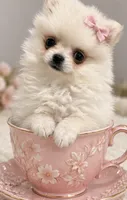 Bubbles, a female Pomeranian for sale in Orlando, FL – 1 of 1