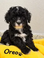 Oreo, a female Poodle - Toy  for sale in Orlando, FL – 1 of 1