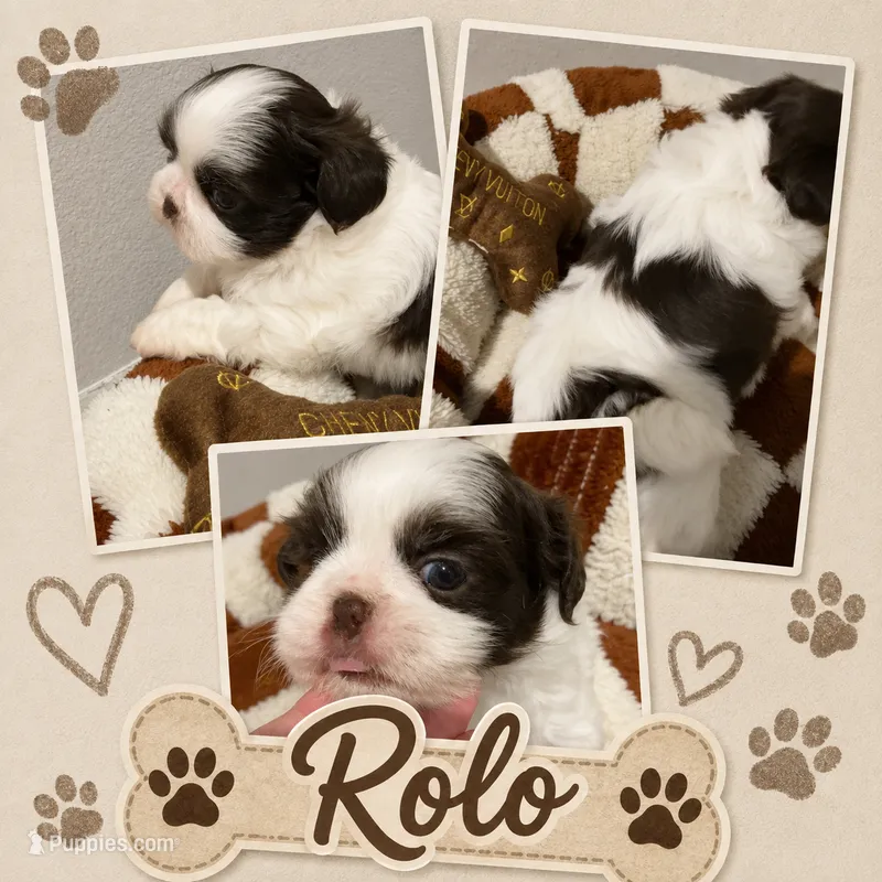 Rolo – Shih Tzu puppy for sale in Orlando, FL