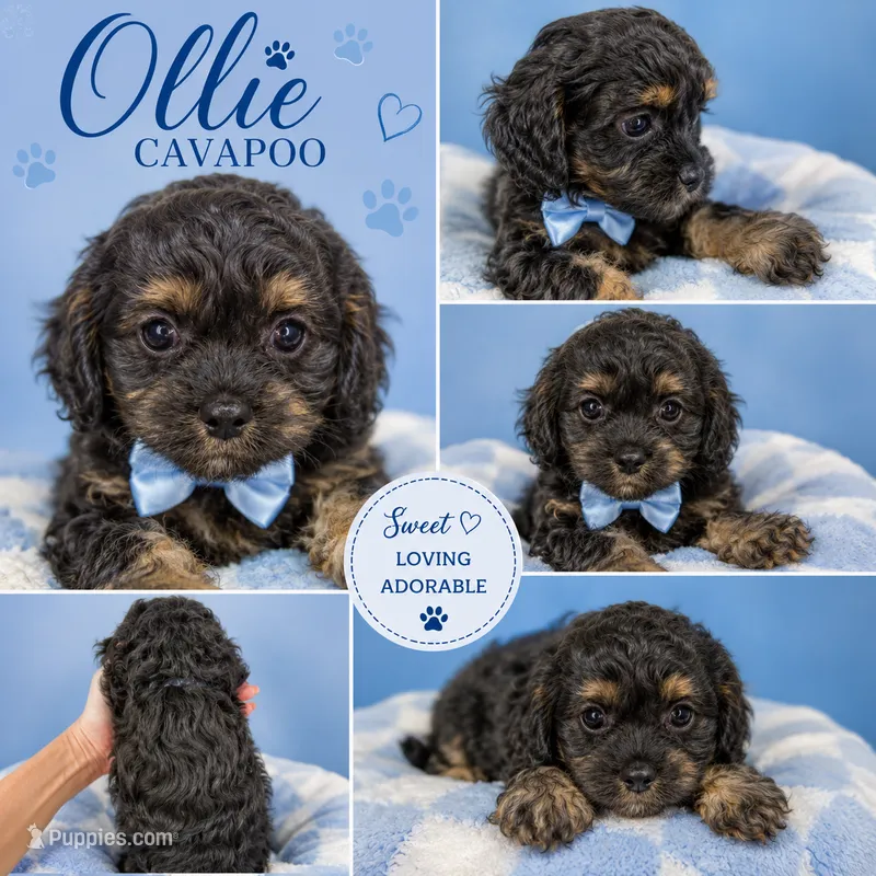 Ollie – Cavapoo puppy for sale in Orlando, FL