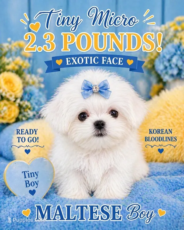 Extreme tiny 2.3  – Maltese puppy for sale in Orlando, FL