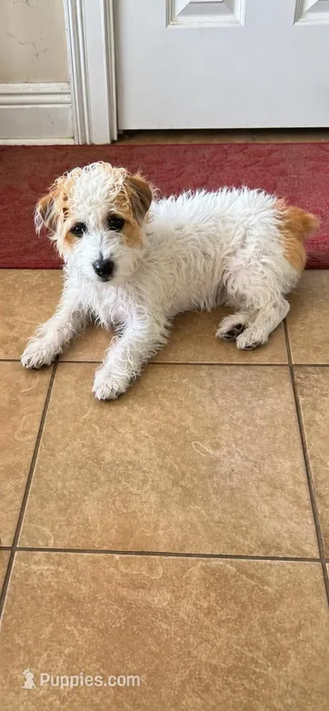 Lola – Jack Russell Terrier puppy for sale in Orlando, FL