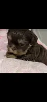 Tootsie imperial doll face, a female Shih Tzu for sale in Orlando, FL – 3 of 5
