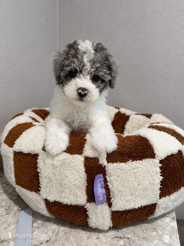 Jacob – Poodle - Toy  puppy for sale in Orlando, FL