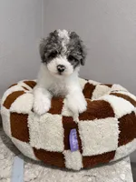 Jacob, a male Poodle - Toy  for sale in Orlando, FL – 1 of 1