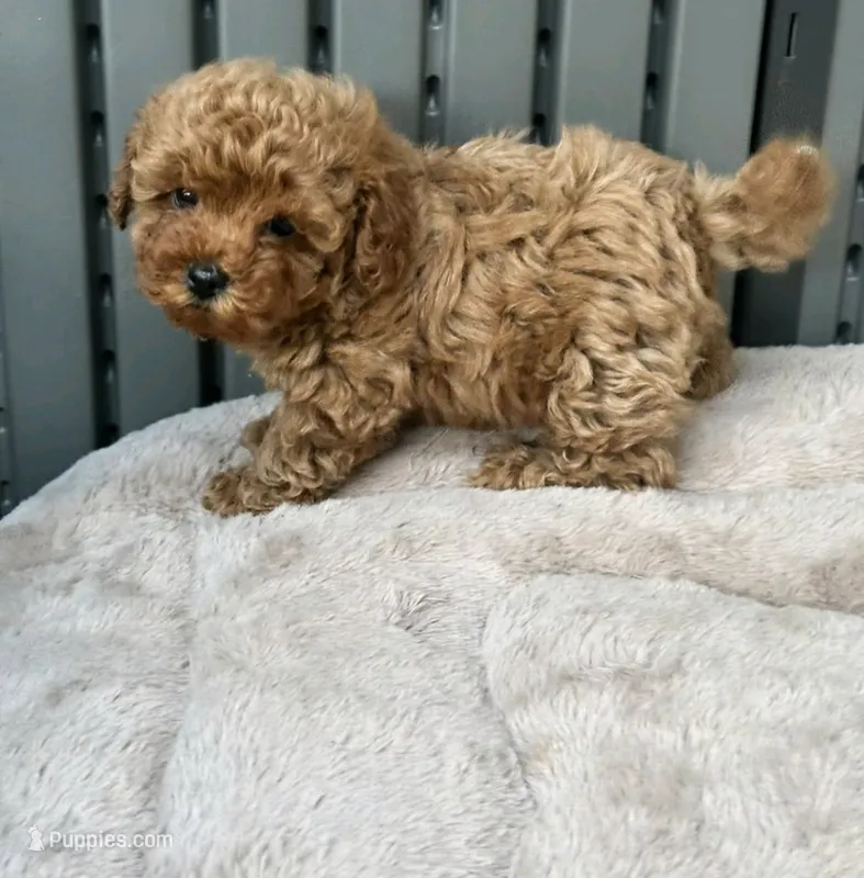 Toy Poodle  – Poodle - Toy  puppy for sale in Seattle, WA