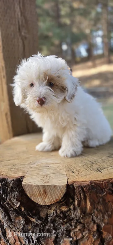 Havapoo  – Havanese, Poodle - Toy  puppy for sale in La Grande, OR
