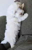 Havapoo , a male Havanese and Poodle - Toy  for sale in La Grande, OR – 2 of 2