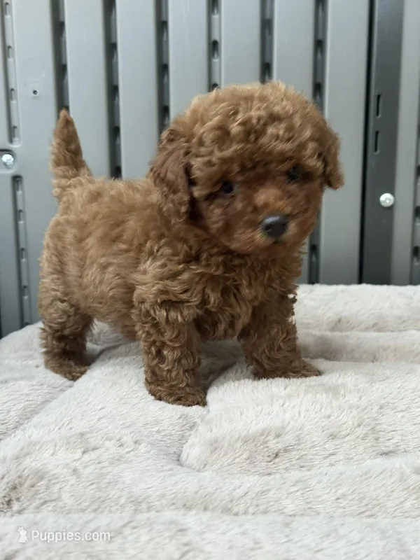 Toy poodle  – Poodle - Toy  puppy for sale in Seattle, WA