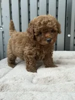 Toy poodle , a male Poodle - Toy  for sale in Seattle, WA – 1 of 1