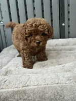 Toy poodle , a female Poodle - Toy  for sale in Seattle, WA – 1 of 1