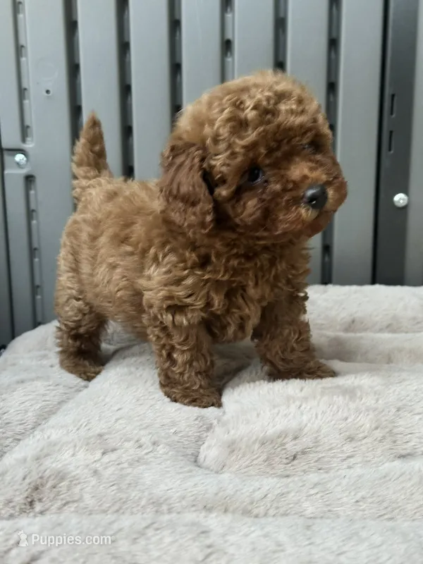 Toy Poodle  – Poodle - Toy  puppy for sale in Seattle, WA