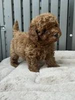 Toy Poodle , a male Poodle - Toy  for sale in Seattle, WA – 1 of 1