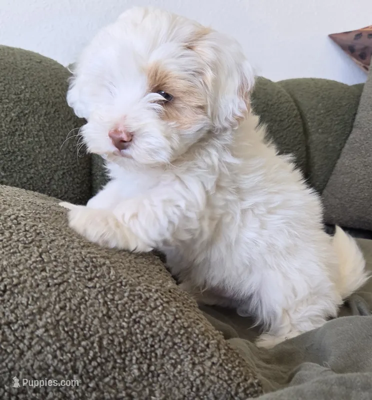 Havapoo  – Havanese, Poodle - Toy  puppy for sale in La Grande, OR