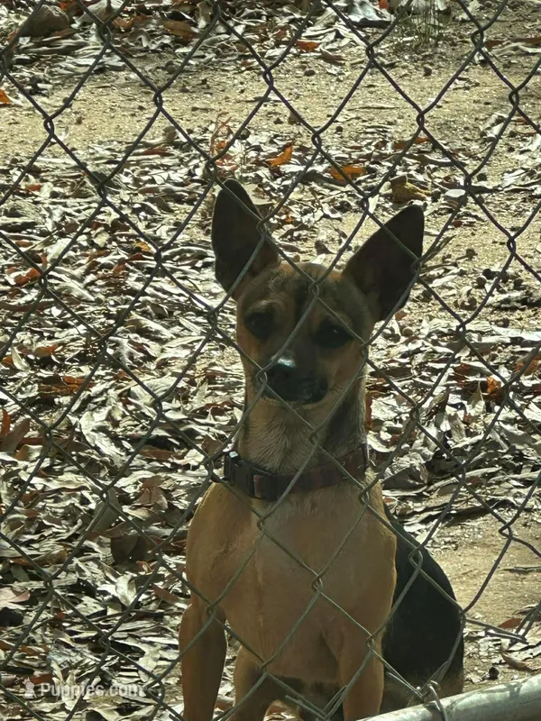 Maxx  – Beagle, Chihuahua puppy for sale in Blacksburg, SC