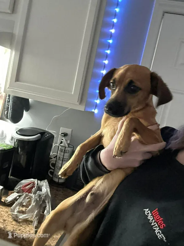 Remi – Dachshund, Chihuahua puppy for sale in Blacksburg, SC
