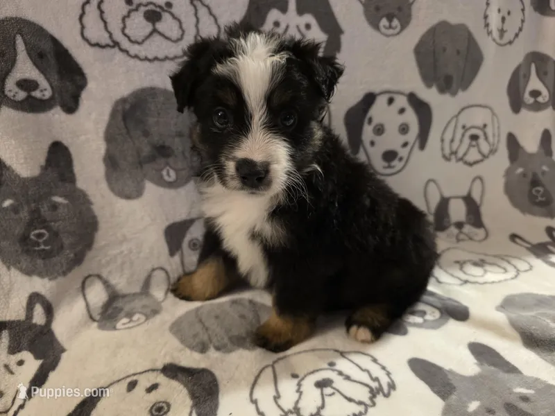 Coal – Miniature Australian Shepherd puppy for sale in Salisbury, NC