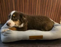 Mario, a male Miniature Australian Shepherd for sale in Salisbury, NC – 4 of 4