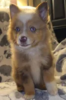 Fanta, a male Miniature Australian Shepherd for sale in Salisbury, NC – 2 of 4