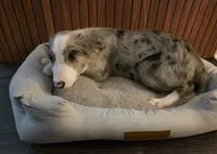 River, a male Border Collie for sale in Salisbury, NC – 5 of 10