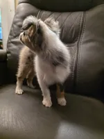 Quartz, a female Miniature Australian Shepherd for sale in Salisbury, NC – 4 of 7