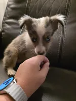 Quartz, a female Miniature Australian Shepherd for sale in Salisbury, NC – 2 of 7