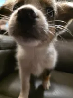 Quartz, a female Miniature Australian Shepherd for sale in Salisbury, NC – 7 of 7