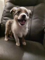 Quartz, a female Miniature Australian Shepherd for sale in Salisbury, NC – 6 of 7