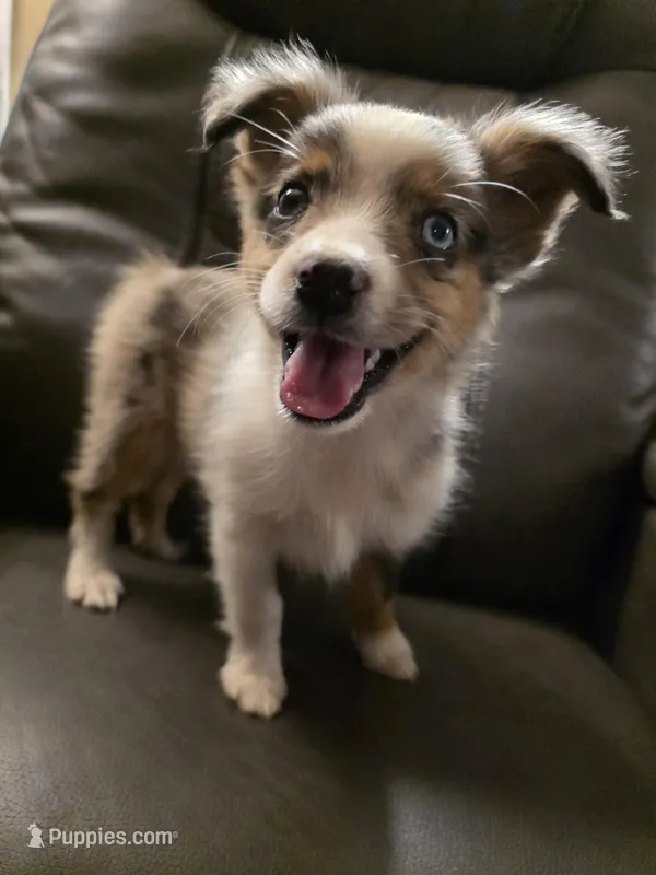 Quartz – Miniature Australian Shepherd puppy for sale in Salisbury, NC