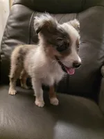Quartz, a female Miniature Australian Shepherd for sale in Salisbury, NC – 3 of 7
