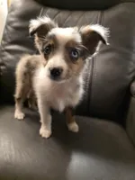 Quartz, a female Miniature Australian Shepherd for sale in Salisbury, NC – 5 of 7