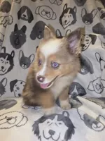 Fanta, a male Miniature Australian Shepherd for sale in Salisbury, NC – 3 of 4