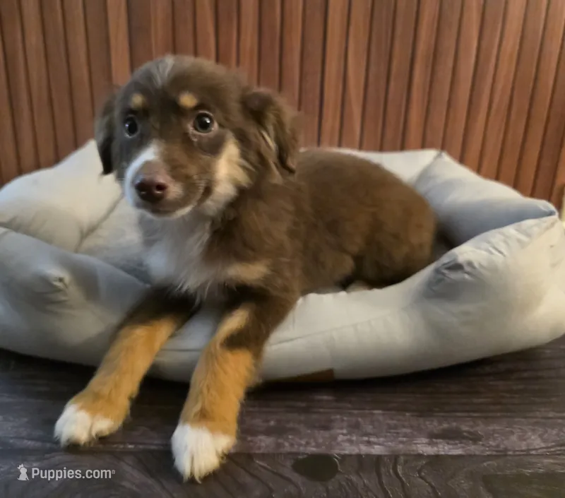 Gumba – Miniature Australian Shepherd puppy for sale in Salisbury, NC