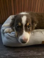 Mario, a male Miniature Australian Shepherd for sale in Salisbury, NC – 3 of 4