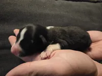 Ash, a male Border Collie for sale in Salisbury, NC – 3 of 3