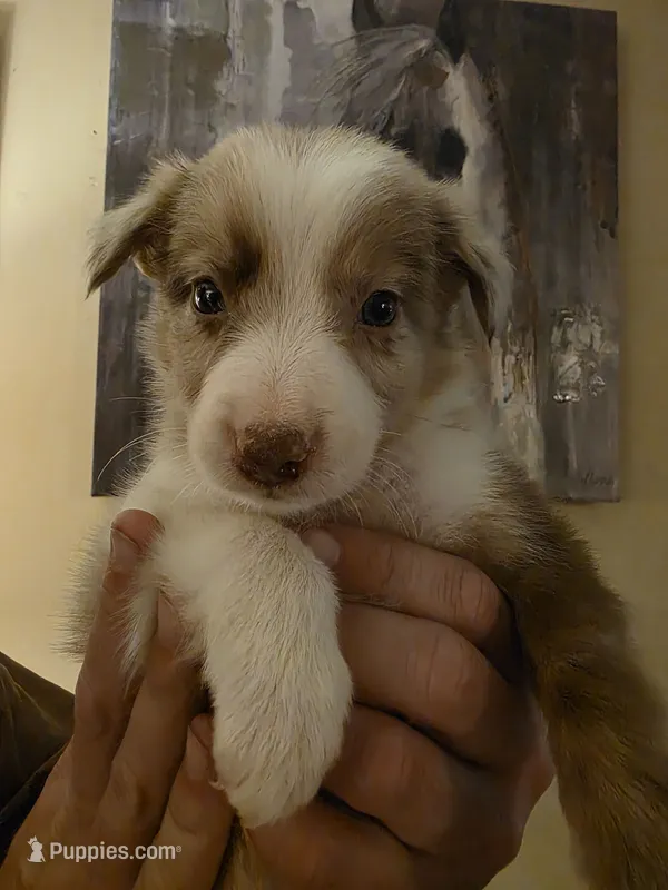 Pebble – Border Collie puppy for sale in Salisbury, NC