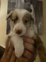 Pebble, a male Border Collie for sale in Salisbury, NC – 1 of 6